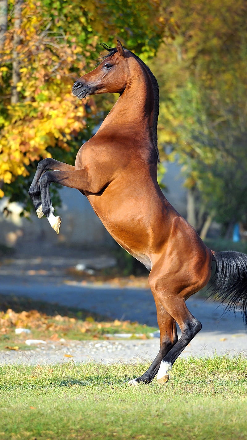 Caballos, hermosos caballos, perfectos caballos, HD phone wallpaper