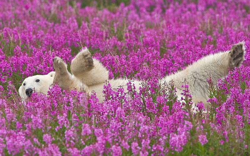 FAR FROM HOME, playing, lilac, games, arctic, polar bears, spring, bed of flowers, purple, flowers, fields, animals, HD wallpaper