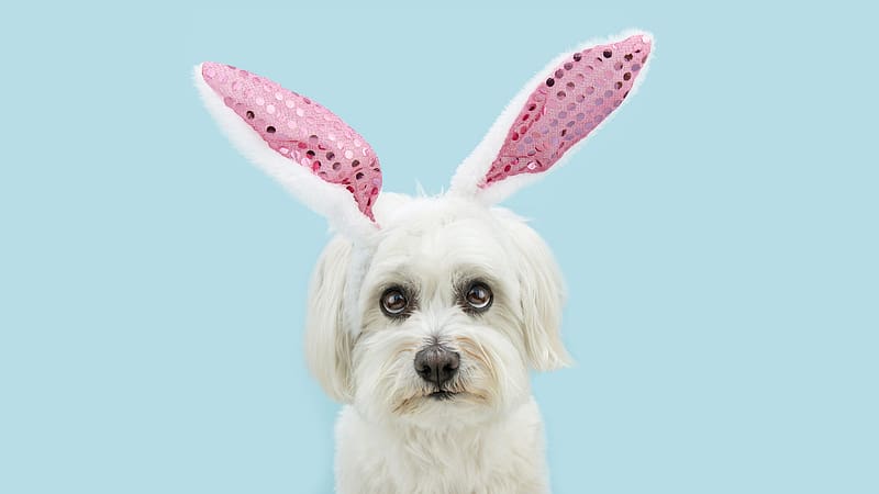 :), cute, ears, caine, dog, blue, white, bunny, pink, year of the rabbit, easter, funny, HD wallpaper