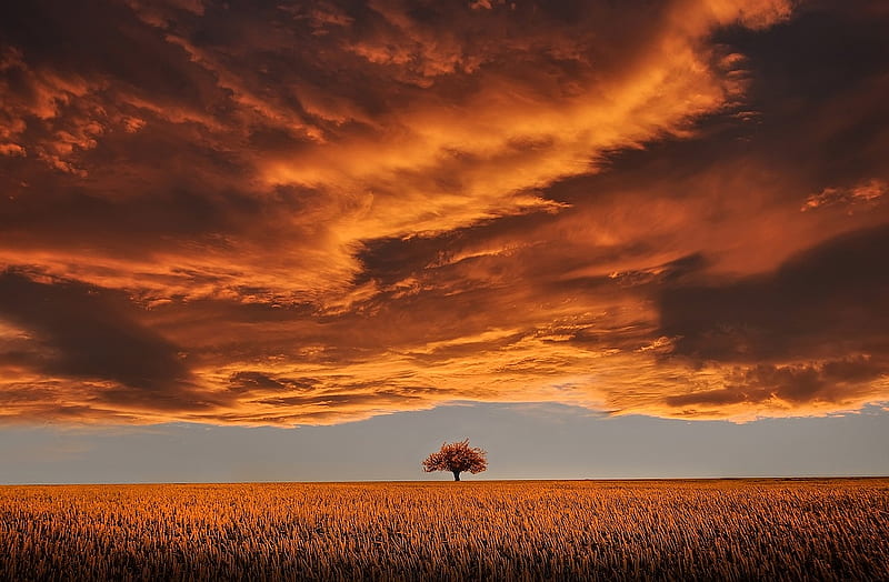 Lonely Tree, bonito, Tree, Tranquil the scene, Clouds, HD wallpaper