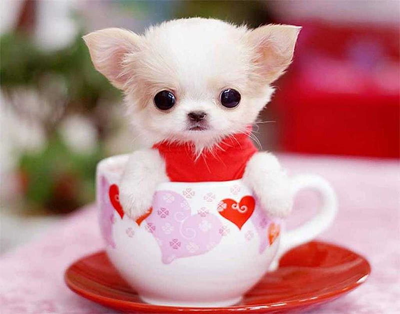 Dog In A Cup Background and – YL Computing, Teacup Dogs, HD wallpaper
