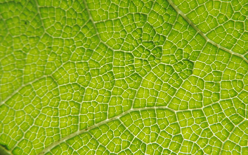 green leaf macro, green leaves, leaves texture, green leaves texture, close-up, leaf pattern, leaves, leaf textures, HD wallpaper