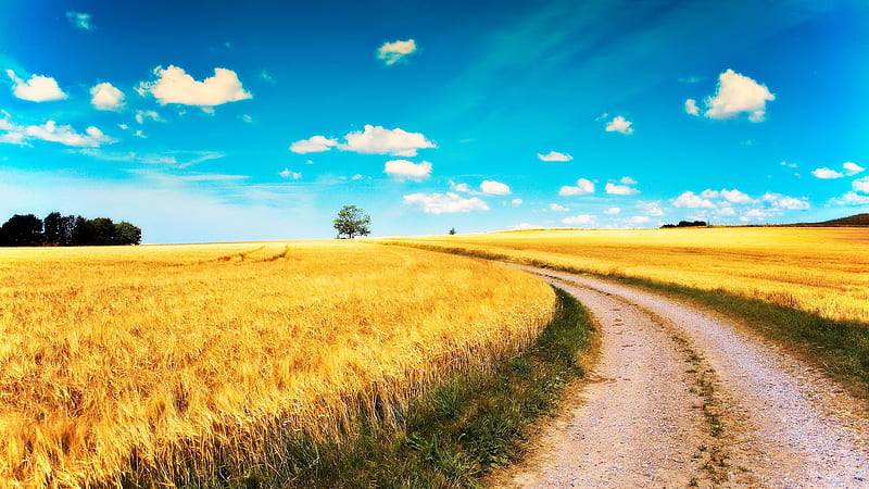 Country Road, wheat, yellow, clouds, nice, gold, pathway, countries, landscapes, beauty, morning, , golden, sky, trees, panorama, cool, awesome, hop, white, scenic, gray, bonito, graphy, green, contry, fields, way, scenery, road, blue, amazing, horizon, view, plantation, colors, agriculture, curve, day, scene, HD wallpaper