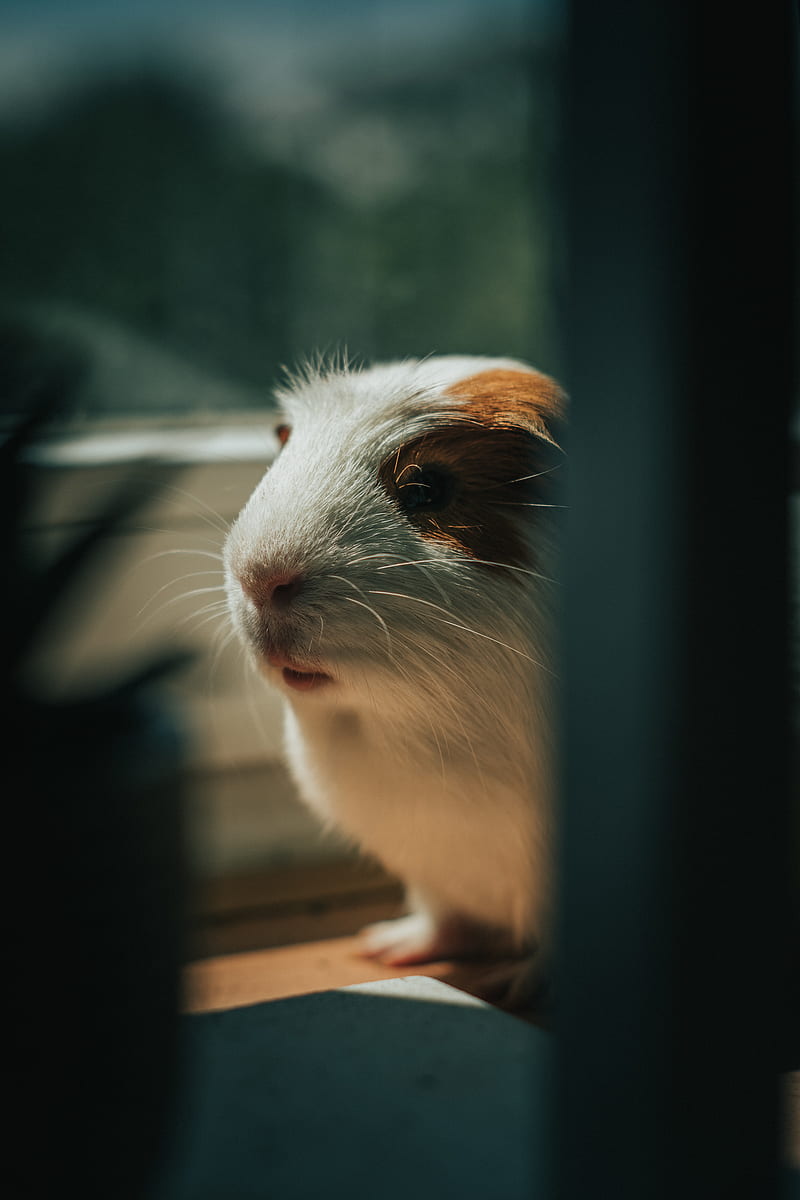 guinea pig, animal, cute, pet, HD phone wallpaper