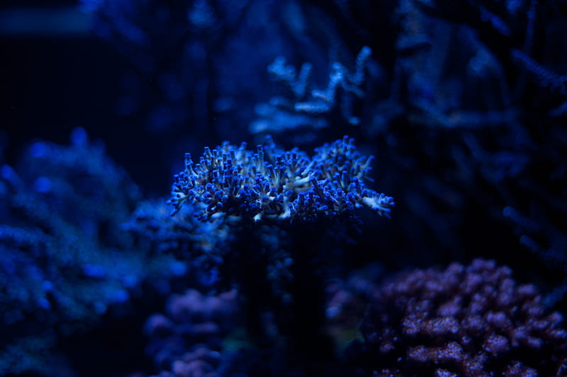 algae, plant, blue, underwater, depth, HD wallpaper