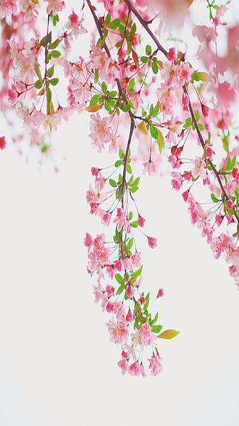 Page 118, HD pink flowers! wallpapers