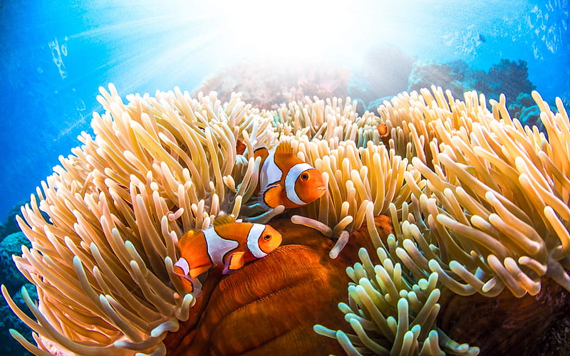 Amphiprion, corals, underwater world, Amphiprioninae, fish in corals, orange fish, clown fish, HD wallpaper