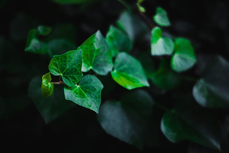 leaves, stem, plant, green, macro, HD wallpaper