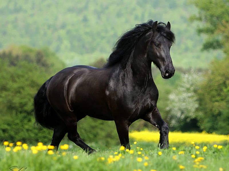 Black Horse, horses, HD wallpaper | Peakpx