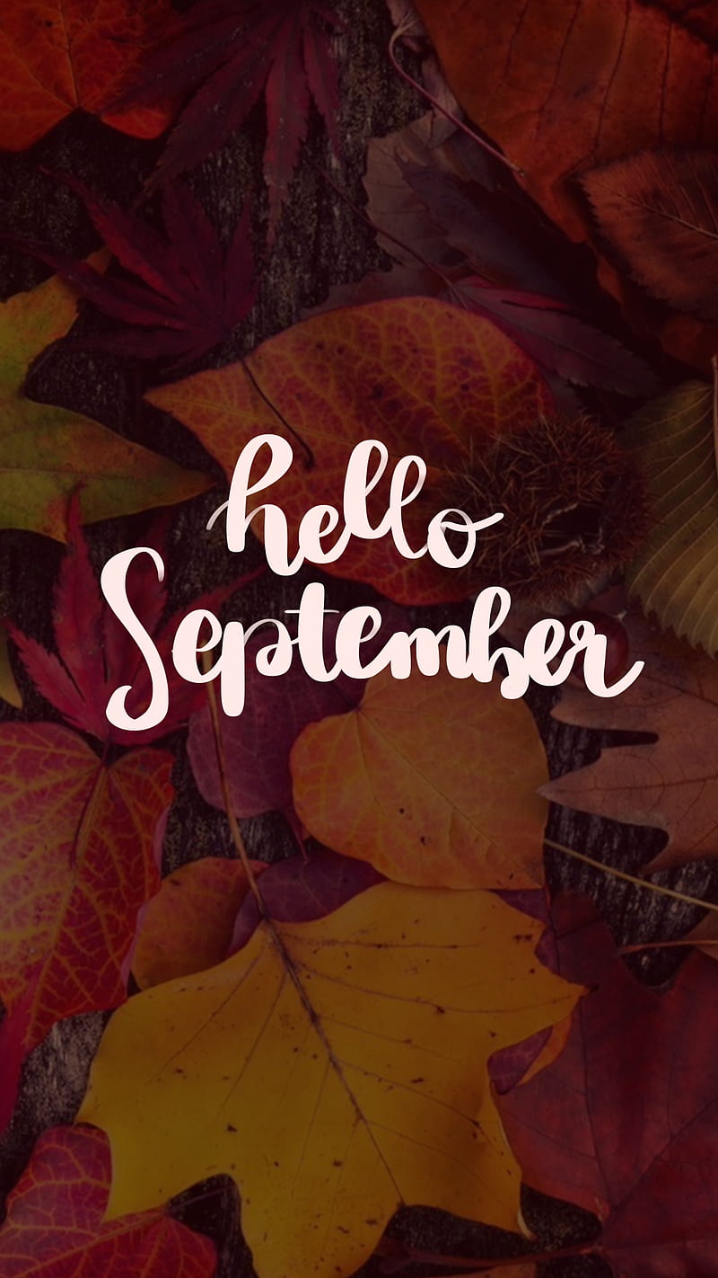 hello september, 2020, autumn, brown, cold, cozy, happy leaf, month, orange, tree, warm, HD phone wallpaper