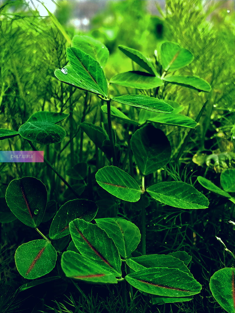 Leaves, chitrwala, dark, flower, full screen, green, sunshine, HD phone wallpaper
