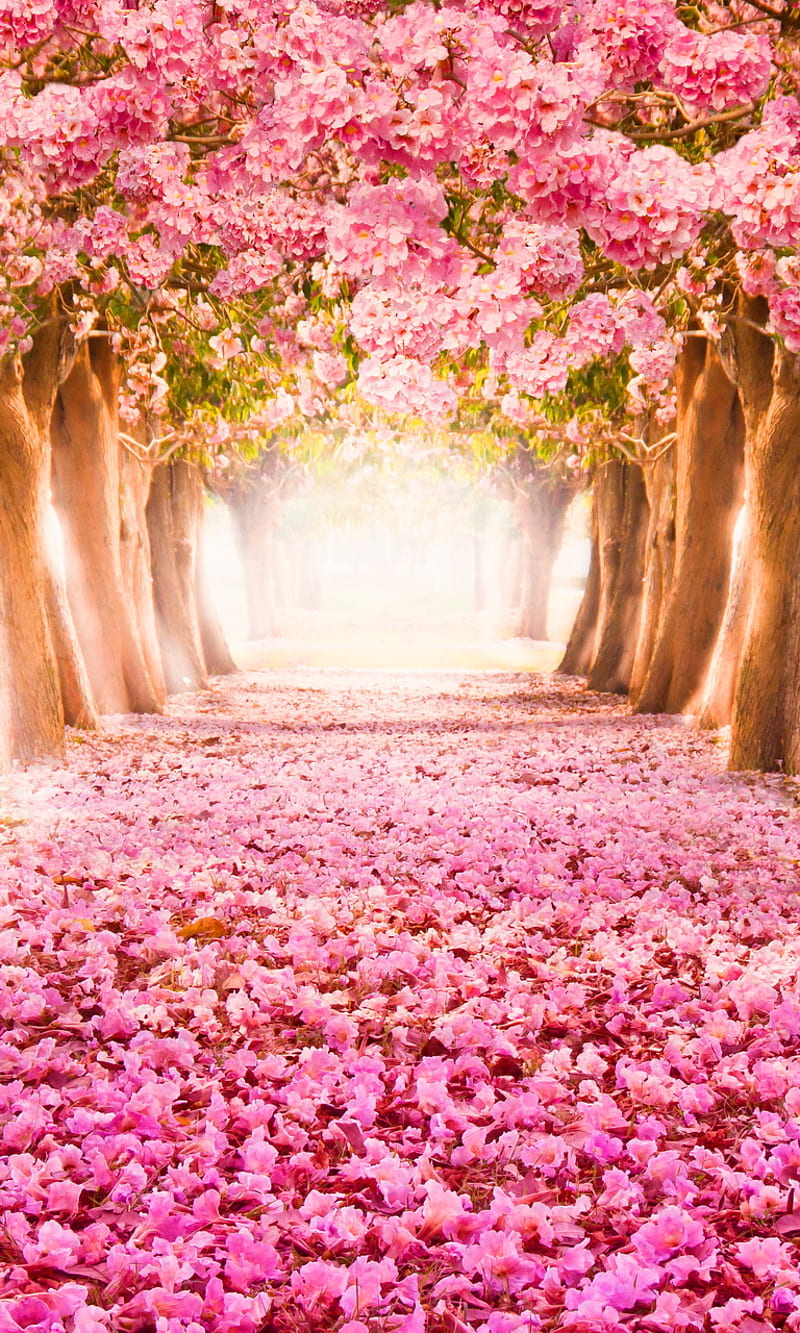 Pink Park, beautiful pink park, trees blossom petals, HD phone wallpaper