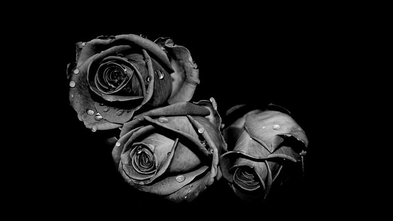 Rosas negras, negro, gotas, rosas, blanco, Fondo de pantalla HD | Peakpx