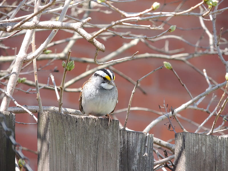 Bird On A Fence, Tree, Spring, graphy, Bird, Fence, White Throated Sparrow, HD wallpaper