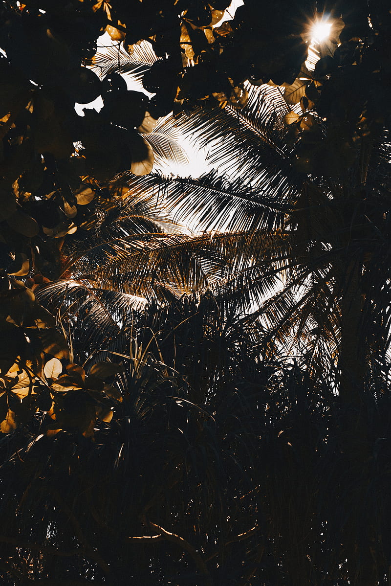 palm, branches, shadows, dark, leaves, HD phone wallpaper