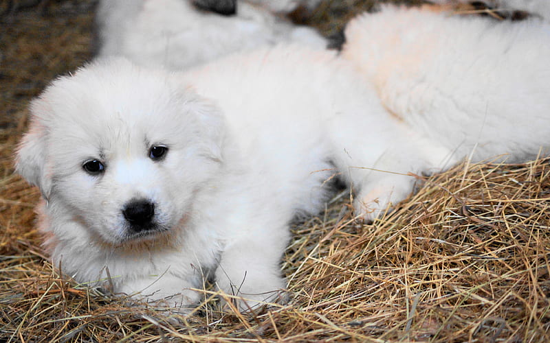 Great Pyrenees, white little puppy, fluffy dog, Pyrenean Mountain Dog, white dog, HD wallpaper