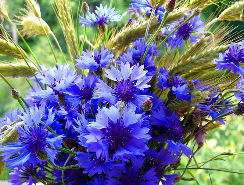 Lovely Cornflowers, cornflowers, flowers, nature, blue, HD wallpaper
