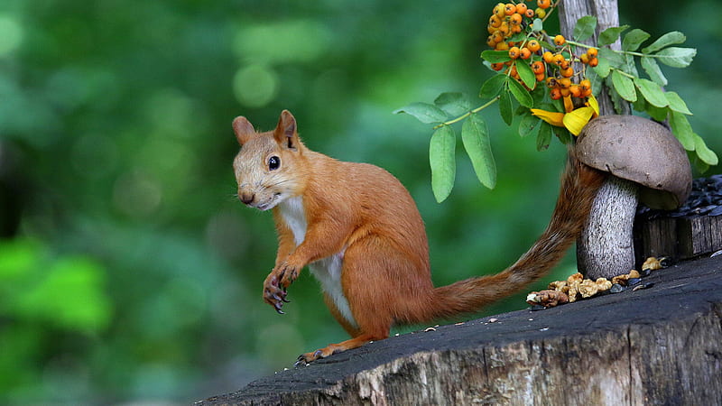 Red Squirrel With Shallow Background Of Green Trees Squirrel, HD wallpaper