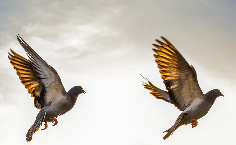 two flying brown birds on mid-air painting, HD wallpaper