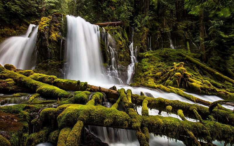 Upper Downing Creek Falls, waterfall, forest, green moss, USA, Oregon, HD wallpaper