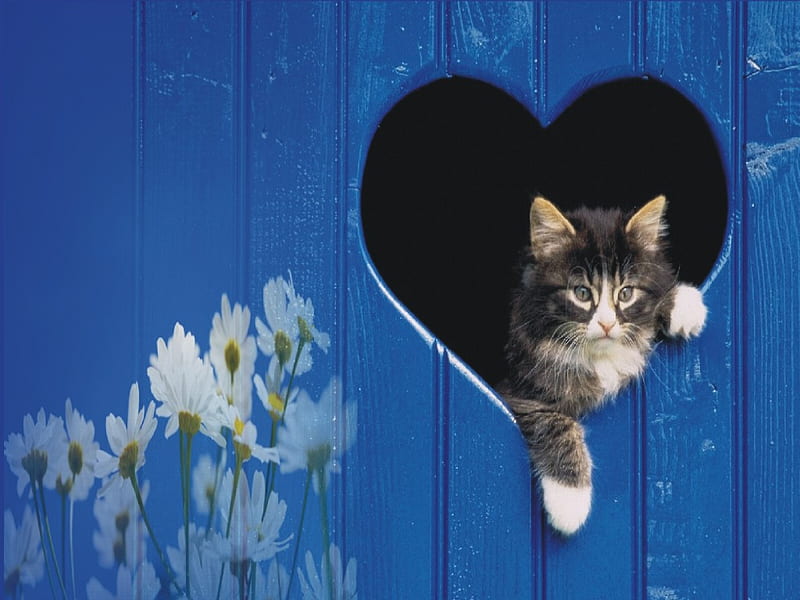 Chat et marguerite, chat et fleurs, chat marguerite, HD wallpaper