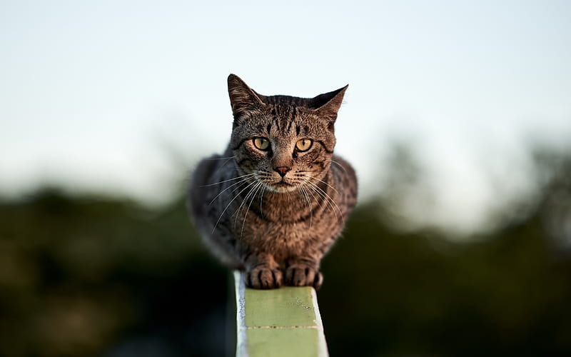 American Bobtail Cat, blur, ginger cat, pets, bokeh, domestic cat, cute ...