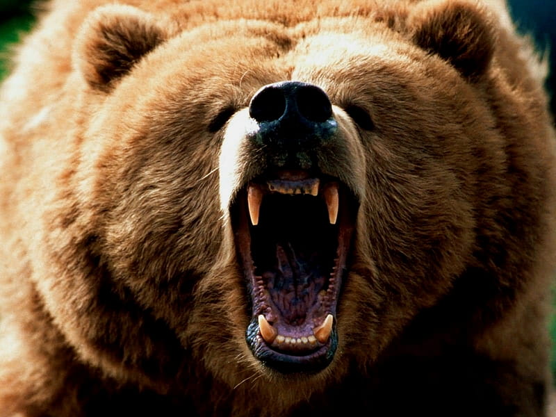 angry bear, bear, mad, big, animals, HD wallpaper