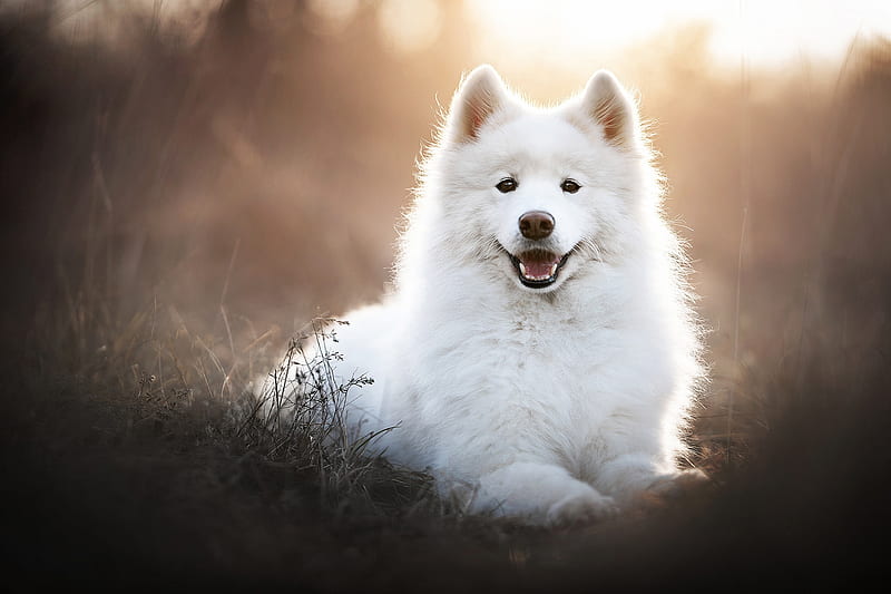 Samoyed, dog, dogs, puppy, samayoed, HD wallpaper | Peakpx