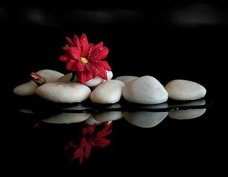 Still Life Spa, flower, water, stones, reflection, HD wallpaper