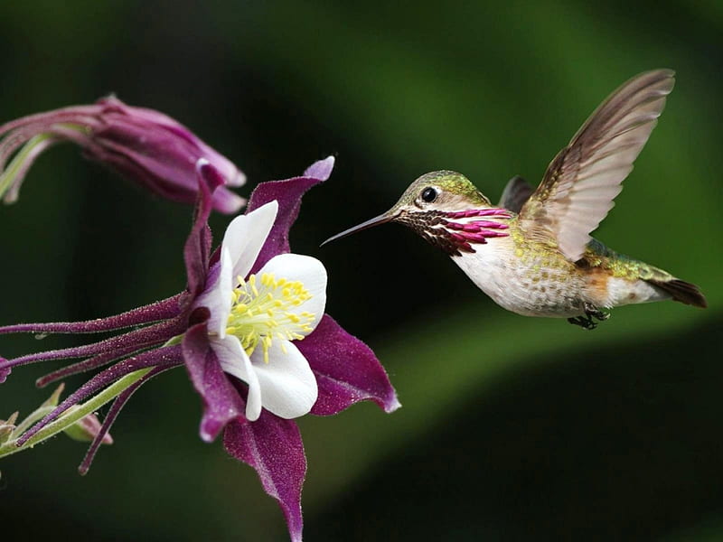 Humming-bird, flight, small, animal, purple, bird, flower, nature, natural, HD wallpaper