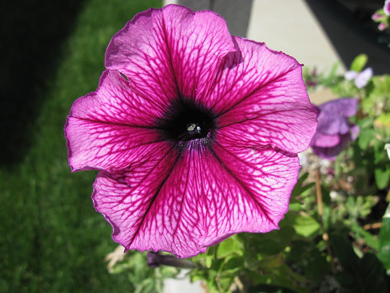 A single pink Petunia, Pink, green, graphy, Flowers, Petunia, HD