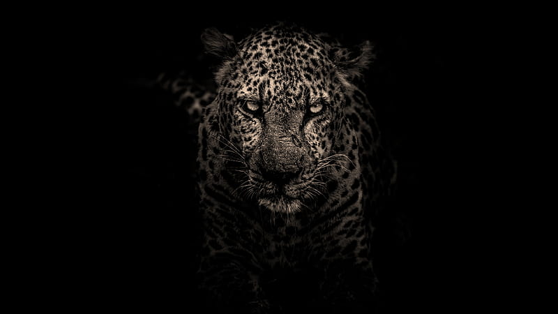 Leopard, HD wallpaper