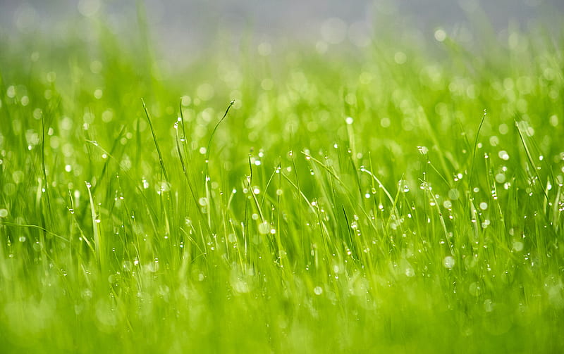 grass, drops, dew, macro, glare, green, HD wallpaper