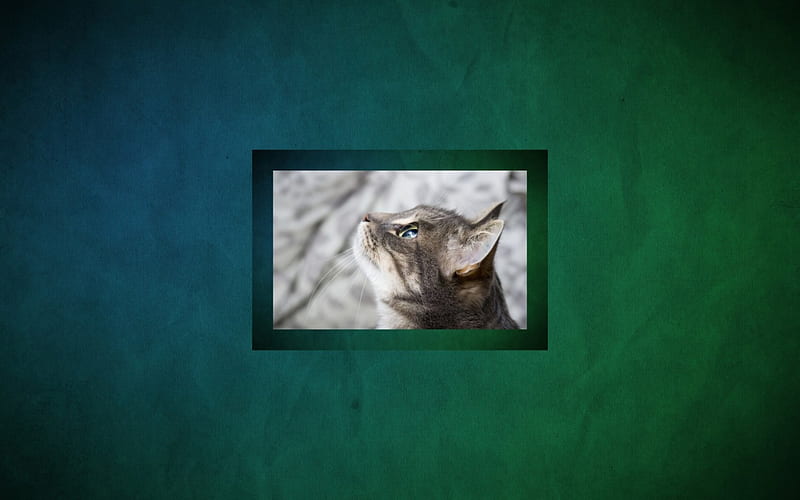 Look Up, feline, profile, kitty, Cat, HD wallpaper