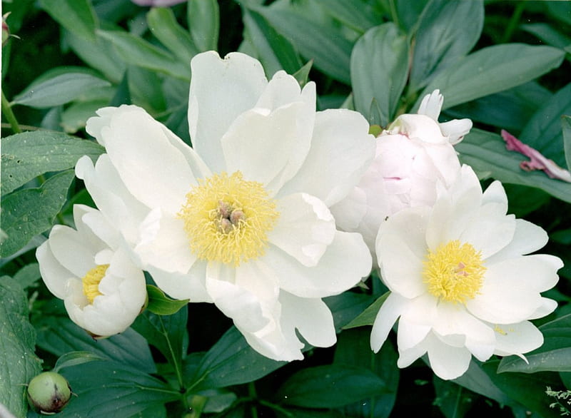 White Peonies, garden, white peony flowers, HD wallpaper | Peakpx