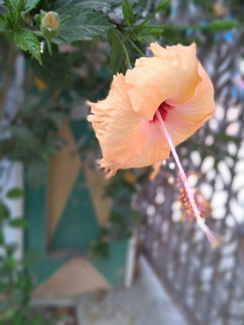 Flower, best, click, HD phone wallpaper