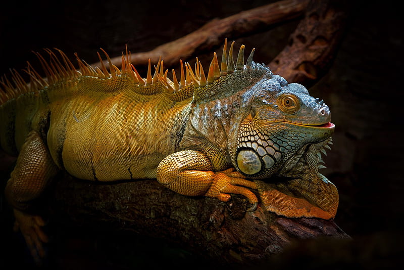 Reptiles, Iguana, Reptile, HD wallpaper