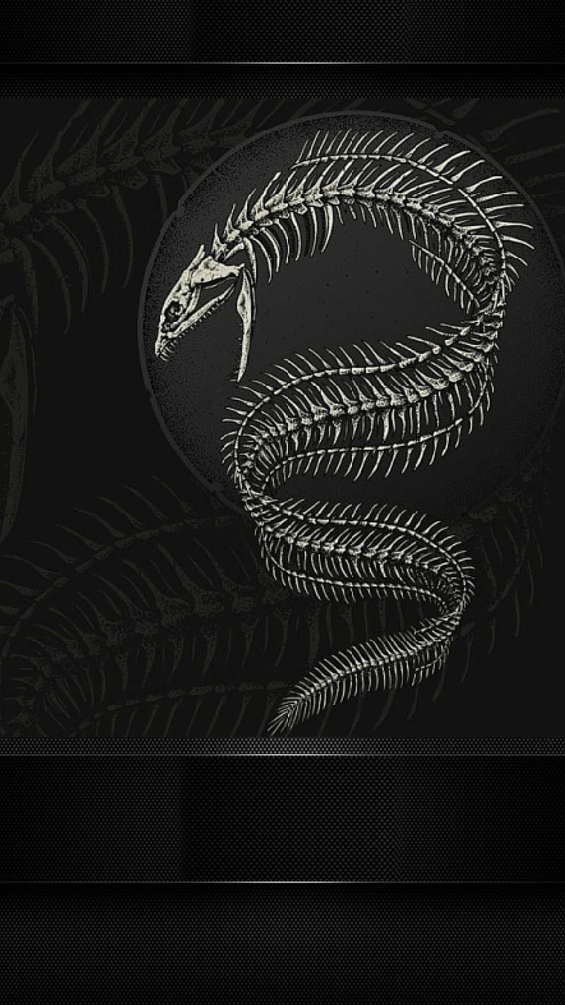 Death Head Eel, death, eel, head, HD phone wallpaper
