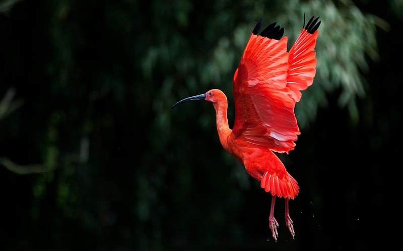 Birds, Animal, Scarlet Ibis, HD wallpaper