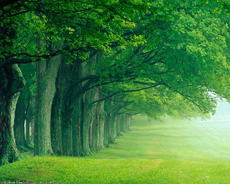 Green Forest - , and iPhone . Nature , Green nature, Beautiful nature, Nature Green Tree, HD wallpaper