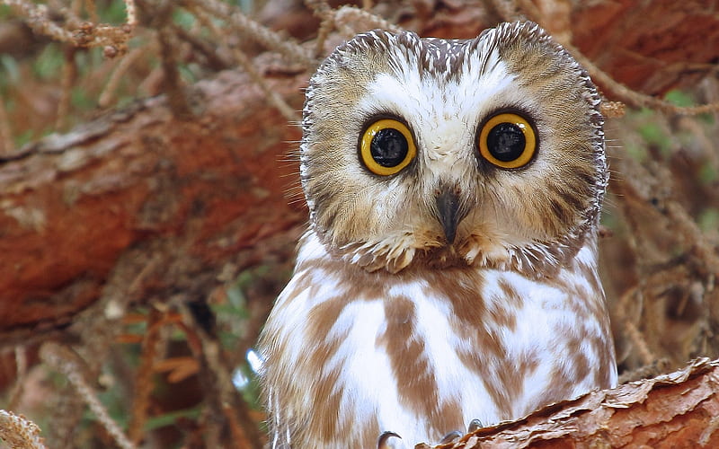 North American Boreal Owl, owl, autumn, bufnita, padari, brown, bird, toamna, eyes, HD wallpaper