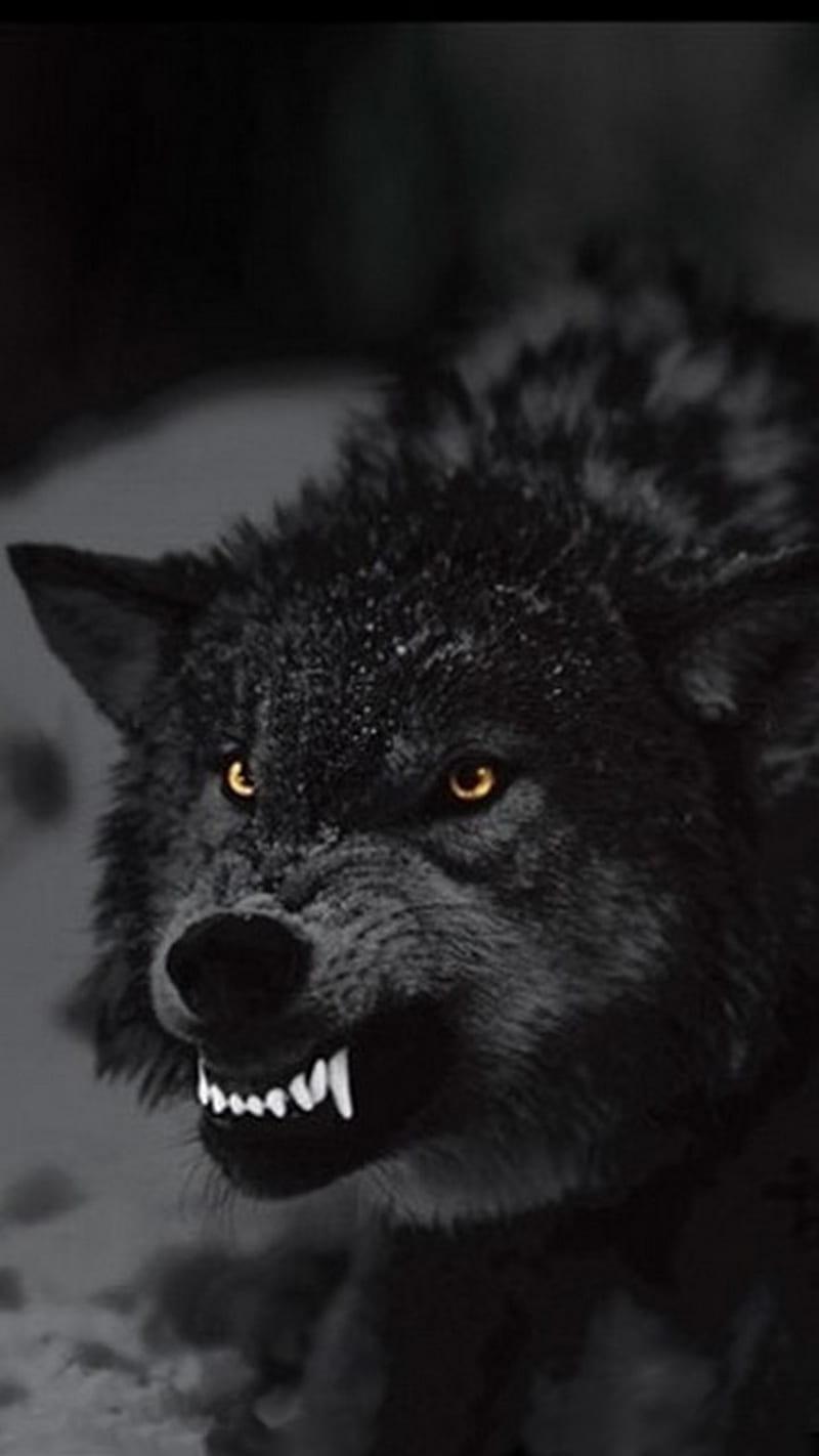 angry wolf, bad, beast, blak, dark, teeth, HD phone wallpaper