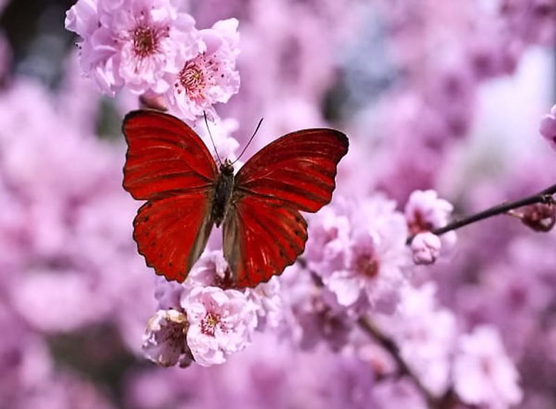 Plum blossoms, red, butterfly, blossoms, pink, HD wallpaper