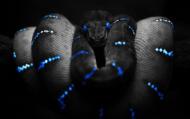 Black Snake, anaconda, coiled, black, gree, nature, blue, reptile, snake, HD wallpaper