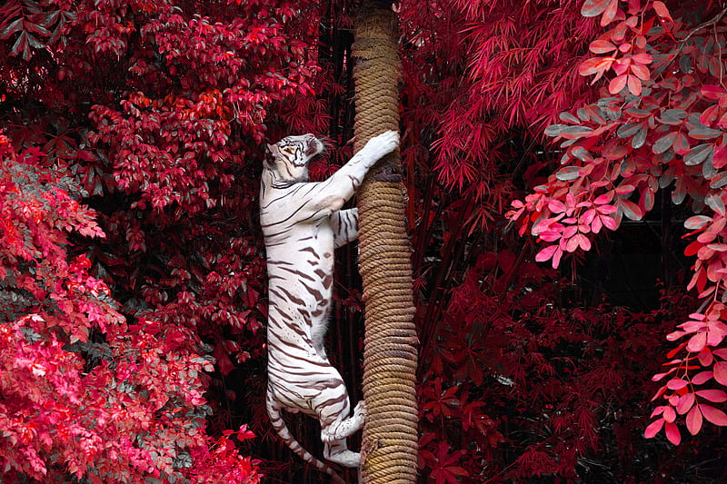 White Tiger Climbing Tree, white-tiger, tiger, animals, HD wallpaper