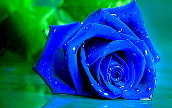Rosa azul, flor, rosa, verde, azul, Fondo de pantalla HD | Peakpx