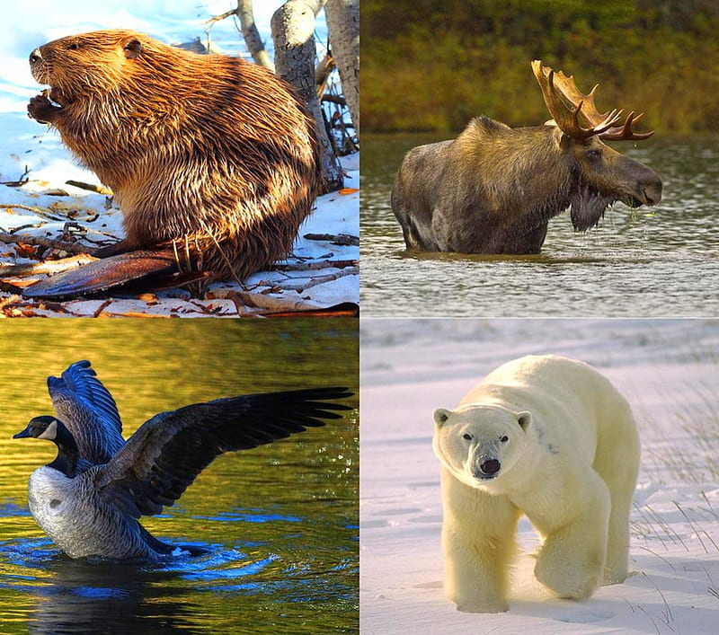 Canadian animals, moose, Canada, beaver, collage, goose, polar bear, HD wallpaper