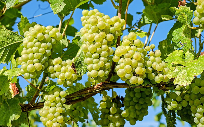 vineyard, white grapes, autumn, harvest, fruit, HD wallpaper