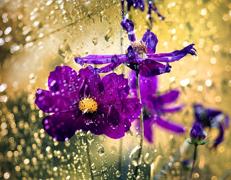 Purple and Gold, flowers, nature, gold, purple, HD wallpaper