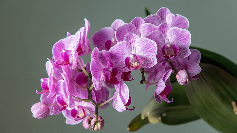 Orchid Pink Flower Pink, HD wallpaper